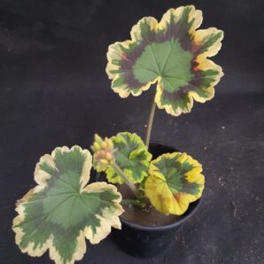 Pelargonium Contrast (Tricolor) | 80