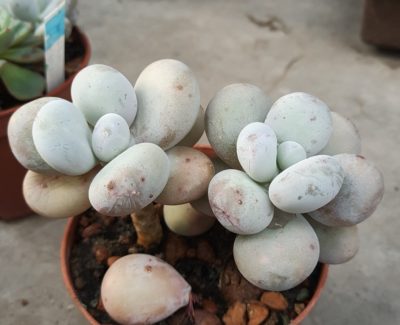 Pachyphytum oviferum