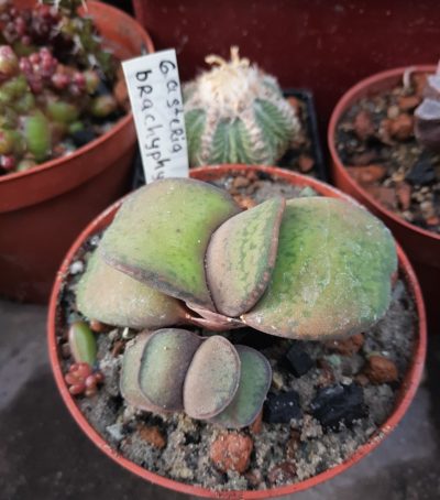 Gasteria Brachyphylla Baeri