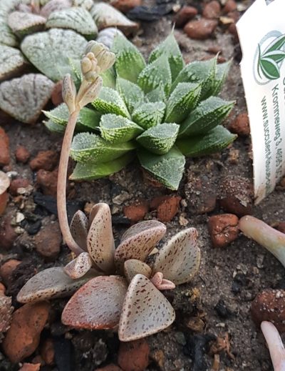 Lenophyllum guttatum