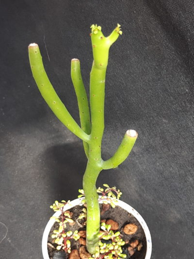 Euphorbia tirucalli