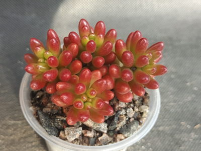 Sedum rubrotinctum