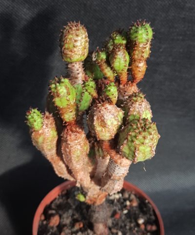 Euphorbia mammillaris 'monstrose'