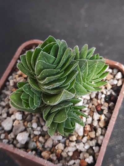 Crassula cv. Buddha's Temple