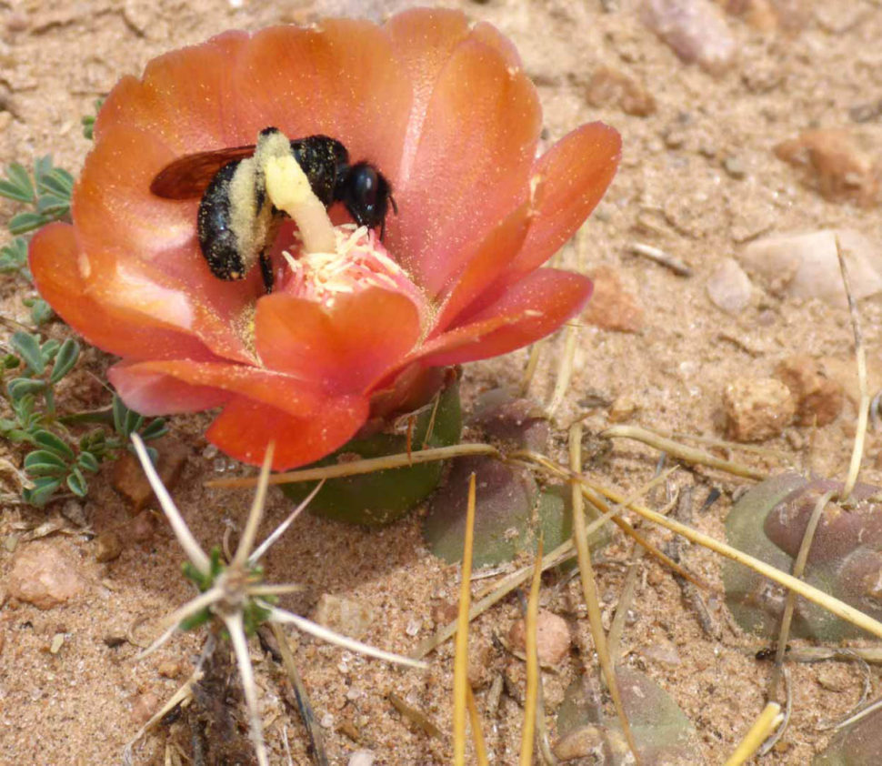 Cumulopuntia iturbicola в окрестностях Итурбе. 