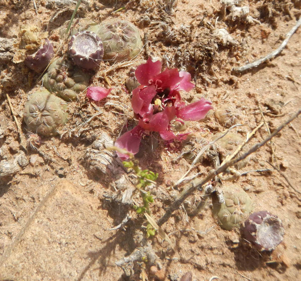 Tephrocactus variiflorus, (не Puna subterranea) возле Итурбе с поздним цветком и плодами. 