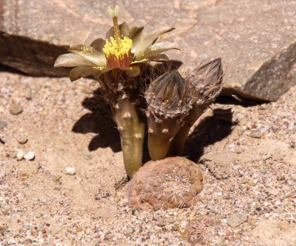 Puna (Opuntia) subterranea с типичным цветком — обратите внимание на вытянутую завязь.