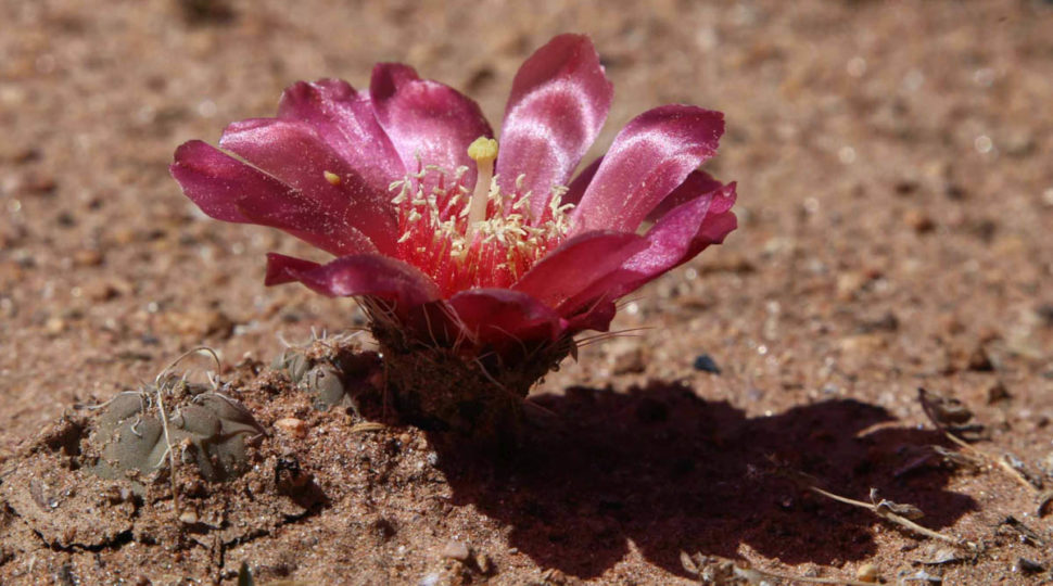 Tephrocactus variiflorus (не Puna subterranea) с типичным цветком — обратите внимание на короткую завязь.