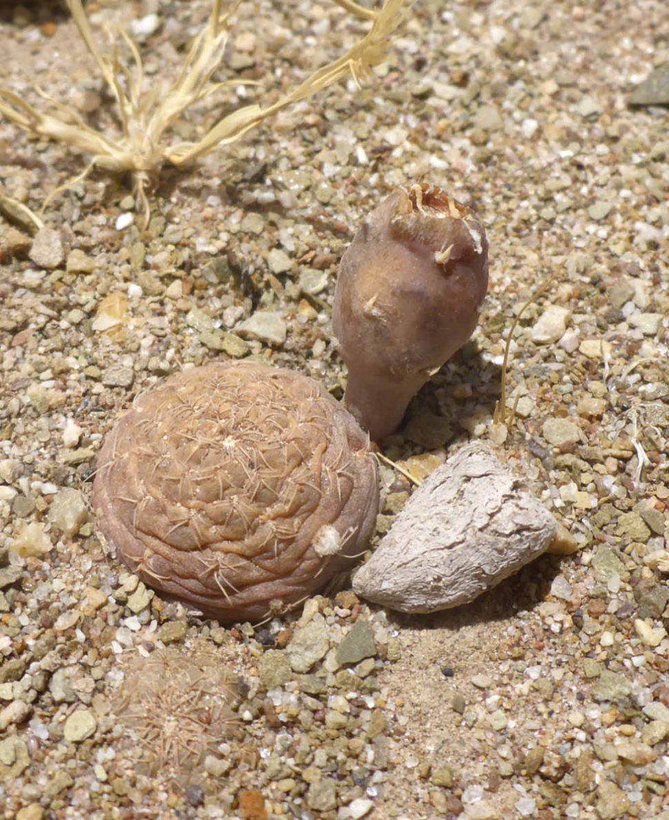 Puna (Opuntia) subterranea с плодами в локации Фриса.