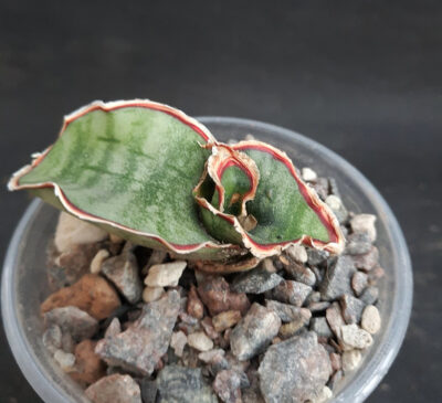 Sansevieria kirkii silver blue
