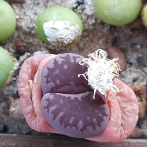 Lithops salicola Bacchus семена