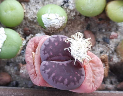 Lithops salicola Bacchus семена