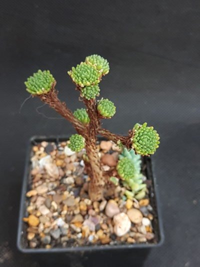 Sedum multiceps