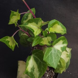 Senecio macroglossus var.