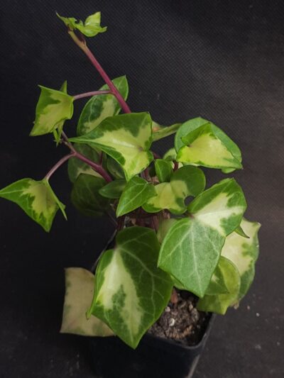 Senecio macroglossus var.