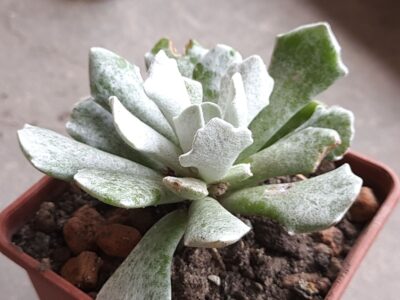 Senecio scaposus var. addoensis