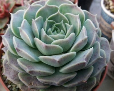 Echeveria “HYALINA"