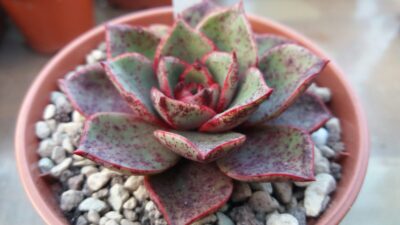 Echeveria “VULKANUS” - Зображення 2