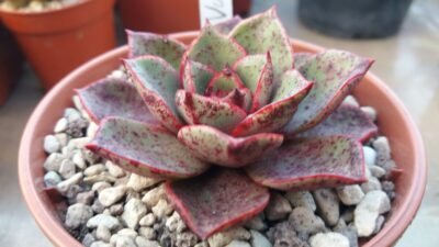 Echeveria “VULKANUS”