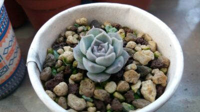 Echeveria “HYALINA" - Зображення 2