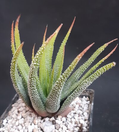 Haworthia attenuata radula