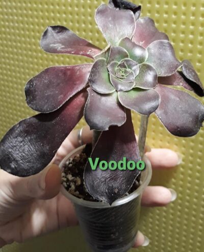 aeonium Voodoo адаптирован - Зображення 2