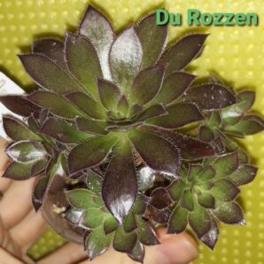 Aeonium Du Rozzen зріз
