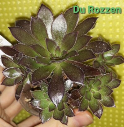 Aeonium Du Rozzen зріз