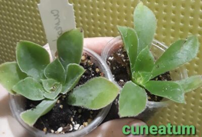 Aeonium cuneatum укореняшка бОльшая