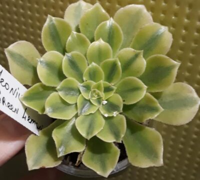 Aeonium Green Lemon адаптирован