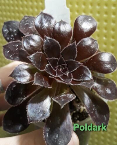 Aeonium 'Poldark'