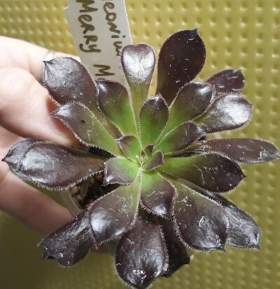 Aeonium 'Merry Maiden' адаптирован