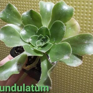 Aeonium Undulatum горшок 6,5см