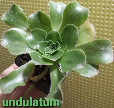 Aeonium Undulatum горшок 6,5см