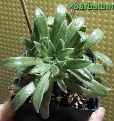 aeonium *barbatum(A simsii x A spathulatum) горшок 7см