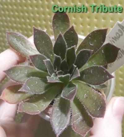 Aeonium 'Cornish Tribute' адаптирован