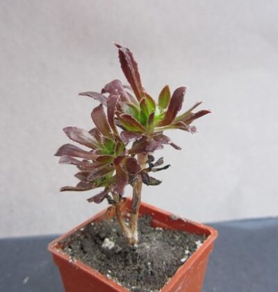 Aeonium arboreum atropurpureum