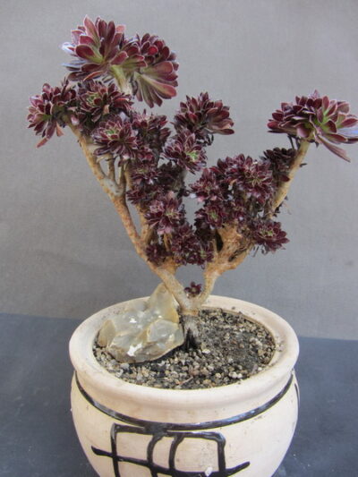 Aeonium arboreum atropurpureum - Зображення 2