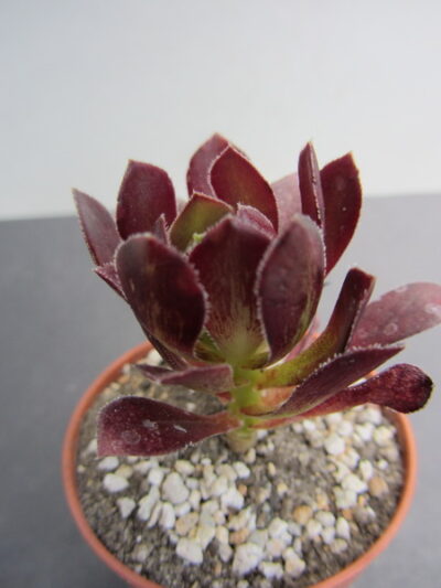 Aeonium arboreum atropurpureum