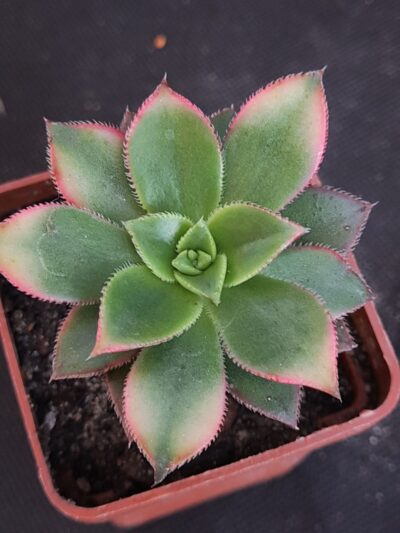 Aeonium Kiwi