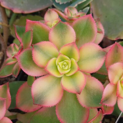 Aeonium Kiwi - Зображення 2
