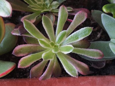 Aeonium Mardi Gras