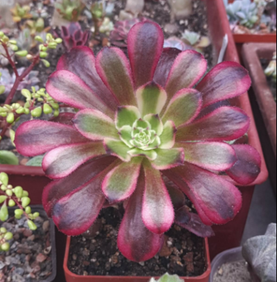 Aeonium Mardi Gras - Зображення 2