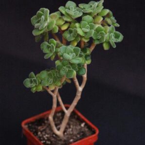Aeonium tortuosum