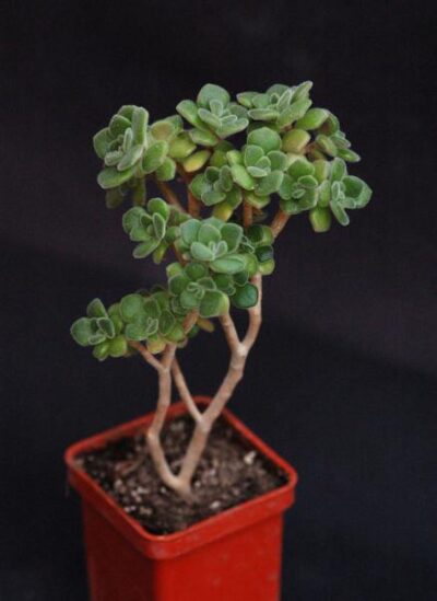 Aeonium tortuosum