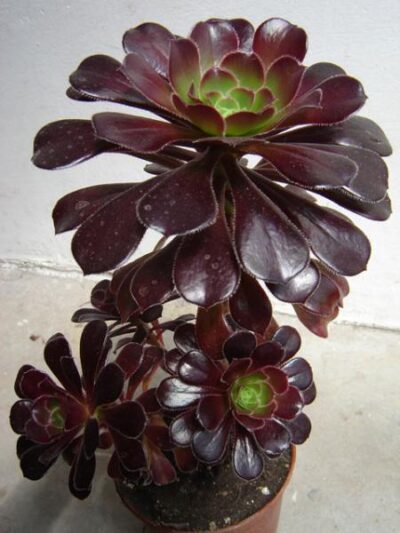 Aeonium arboreum atropurpureum - Зображення 2