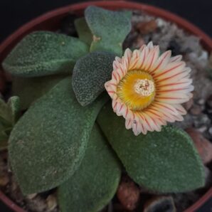 Aloinopsis rosulata | 9