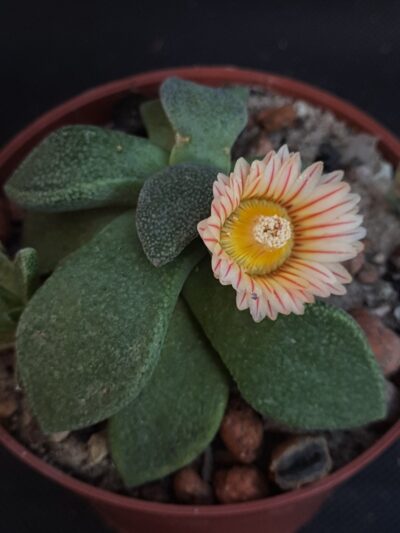 Aloinopsis rosulata