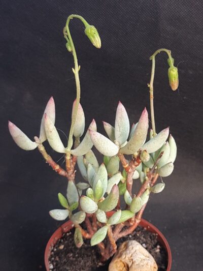 Cotyledon papillaris