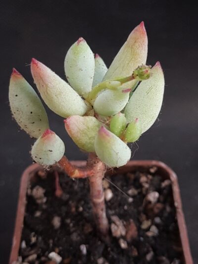 Cotyledon papillaris